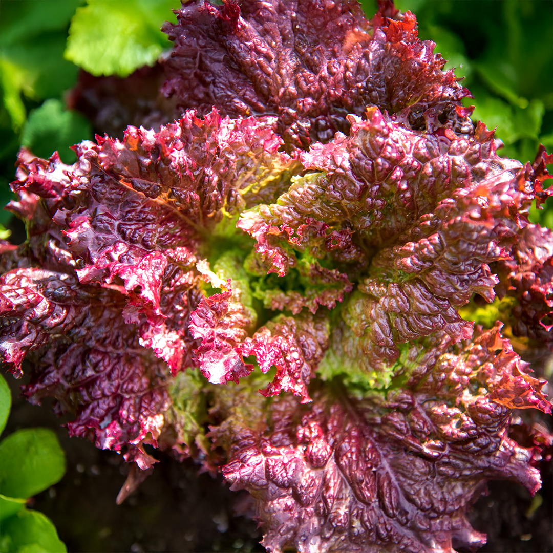 Organic Lettuce Lolla Rossa