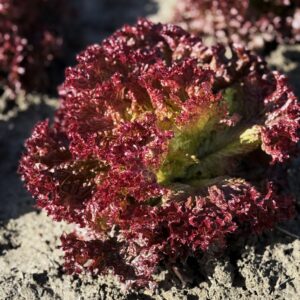 Lettuce Lolla Rossa