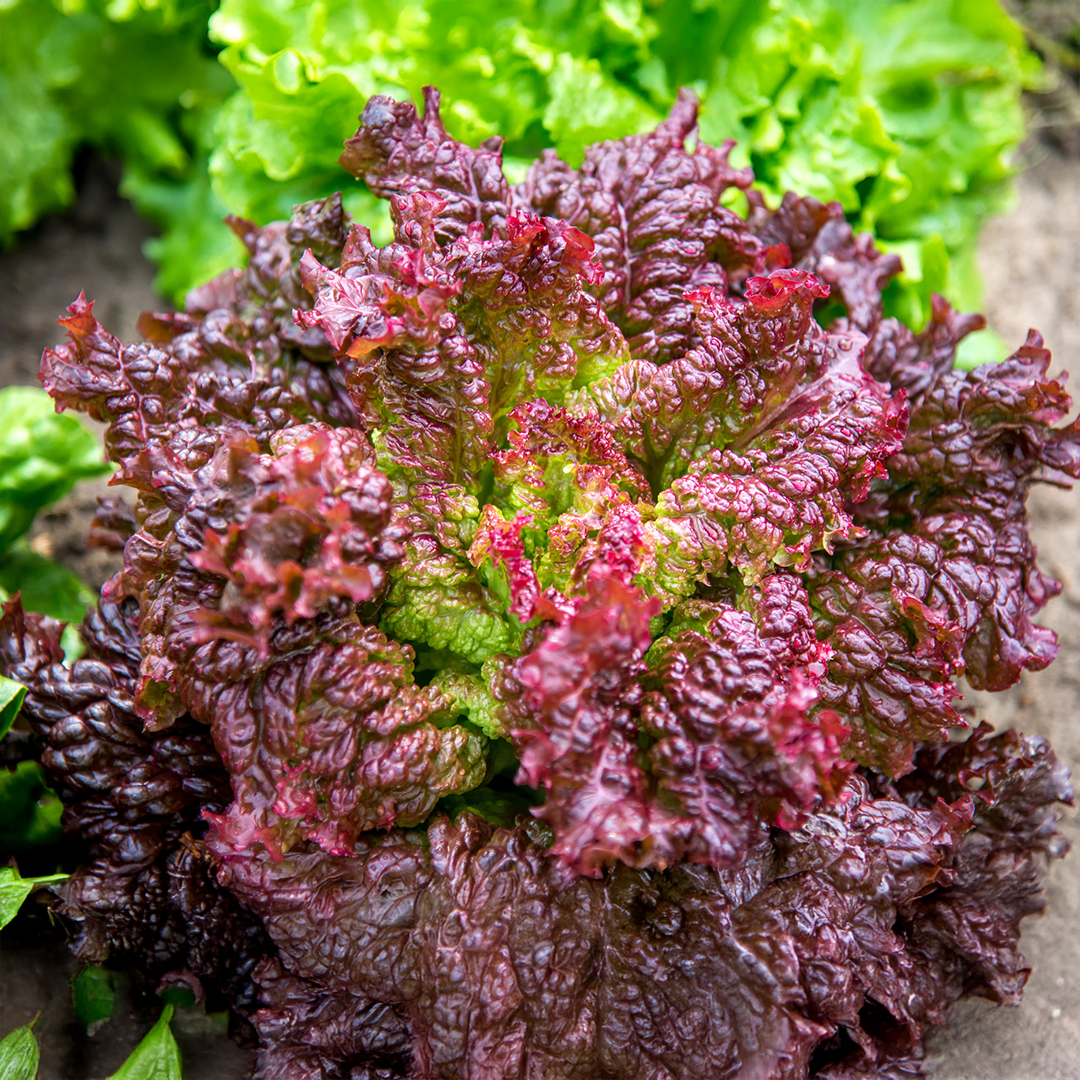 Organic Lettuce Lolla Rossa - Image 2