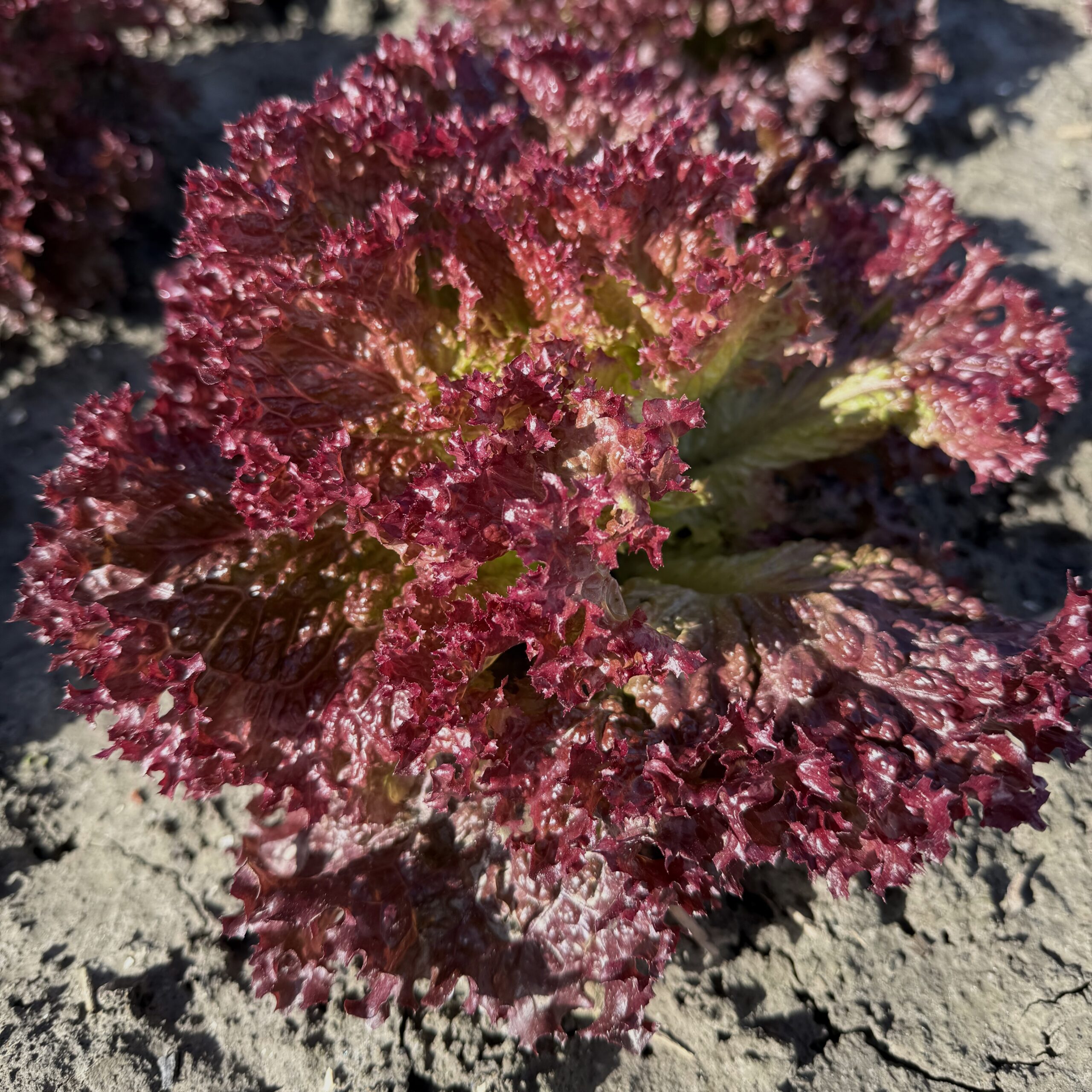 Lettuce Lolla Rossa - Image 2