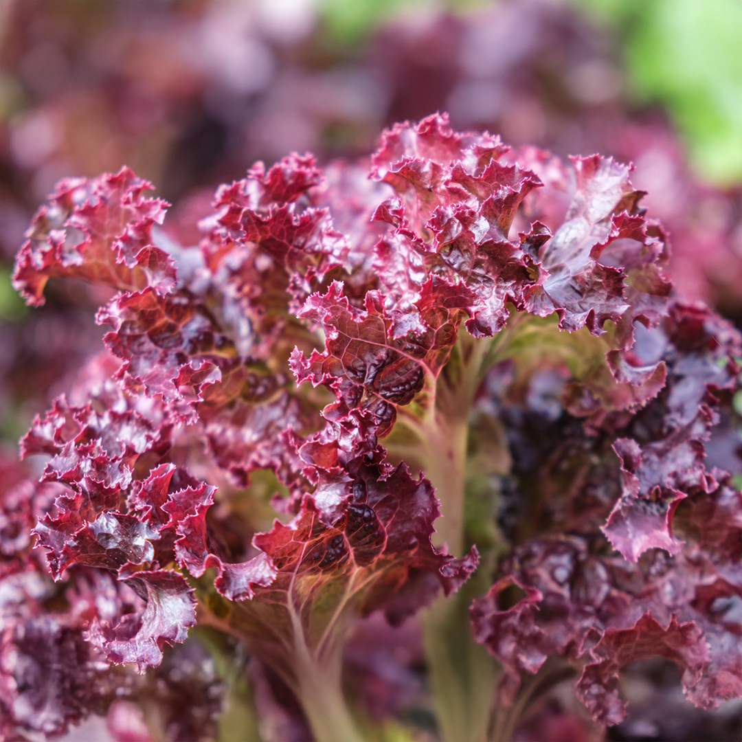 Organic Lettuce Lolla Rossa - Image 3