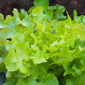 Lettuce Green Oakleaf