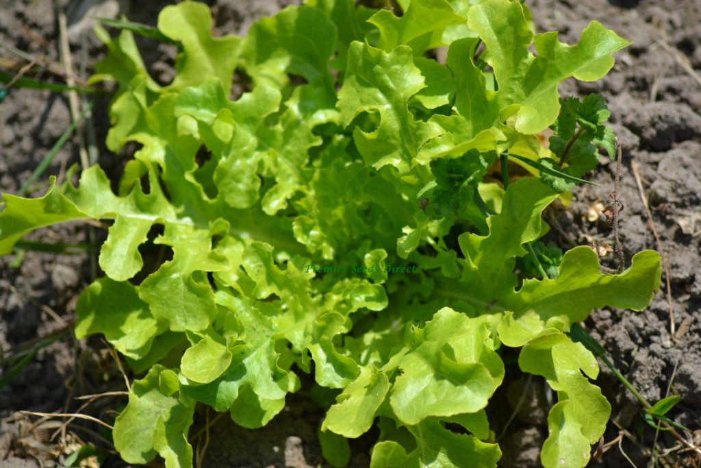 Lettuce Green Oakleaf Vegetables Lettuce Premier Seeds Direct Ltd.