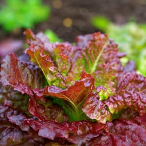 Lettuce Heirloom Red Velvet