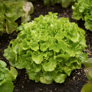 Lettuce Salad Bowl Green