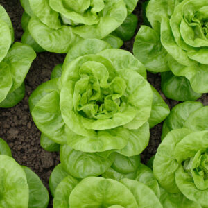 Green leafy Tom Thumb lettuces growing in the ground