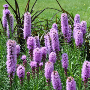 Liatris Spicata