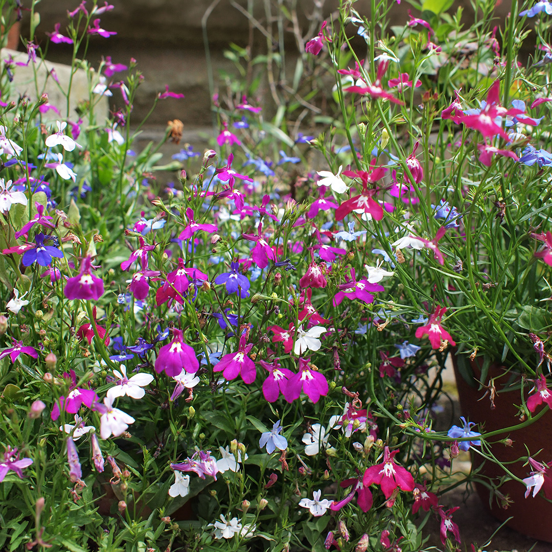 The Cascade Mix of Trailing Lobelia flowers in pink, blue, white, and purple