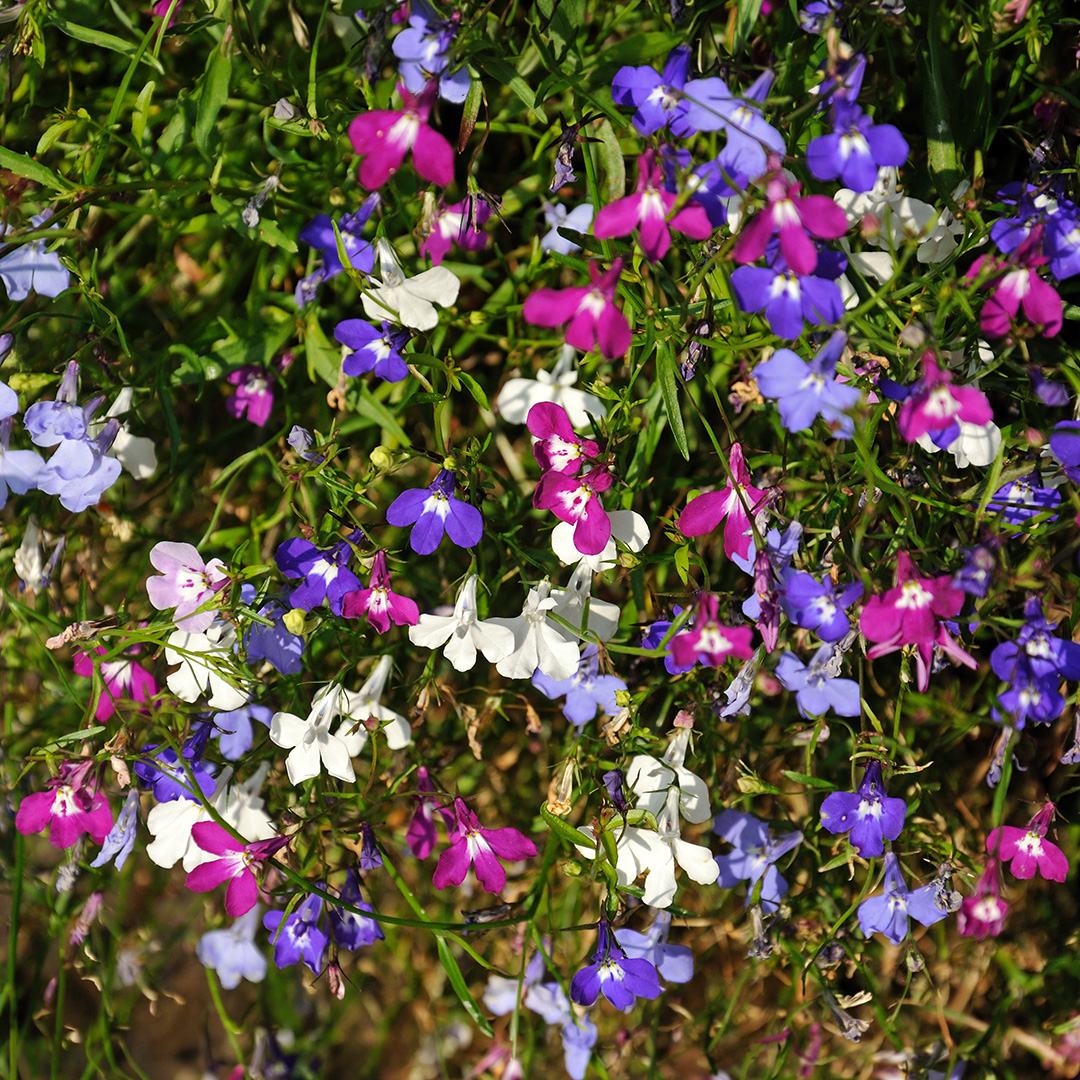 Lobelia (Trailing) Cascade Mix - Image 2