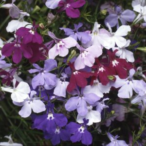 Fountain Mix Lobelia flowers in pink, white, blue, and purple
