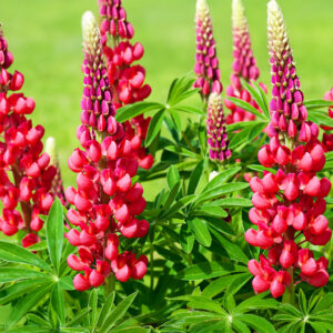 An image of My Castle Russel lupins in shades of brick red with leafy green foliage