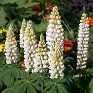 An image of Noble Maiden Russell Lupin flowers with white petals and leafy green foliage