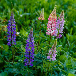 A range of Pixie Delight Mix flowers in pink and blue purple with leafy green foliage
