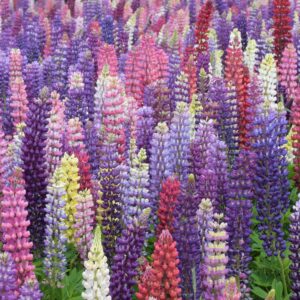 Lupin Seeds