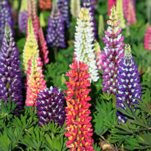 A mix of Russell Lupin flowers in red, purple, pink, white, and blue with leafy green foliage