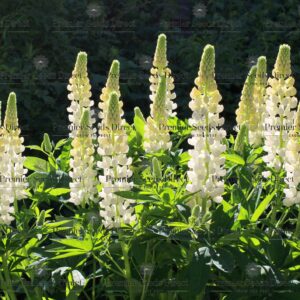 Lupin Russell Noble Maiden