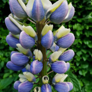 An image of a Sunrise Lupin flower in blue and yellow with leafy green foliage in the background