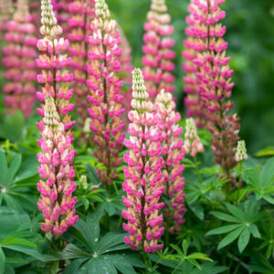 An image of The Chatelaine lupin flowers in pink with leafy green foliage