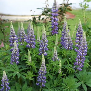 An image of The Governor lupin flowers in blue with leafy green foliage