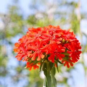 A bright red Lychnis chalcedonica Maltese Cross flower with blurred natural background