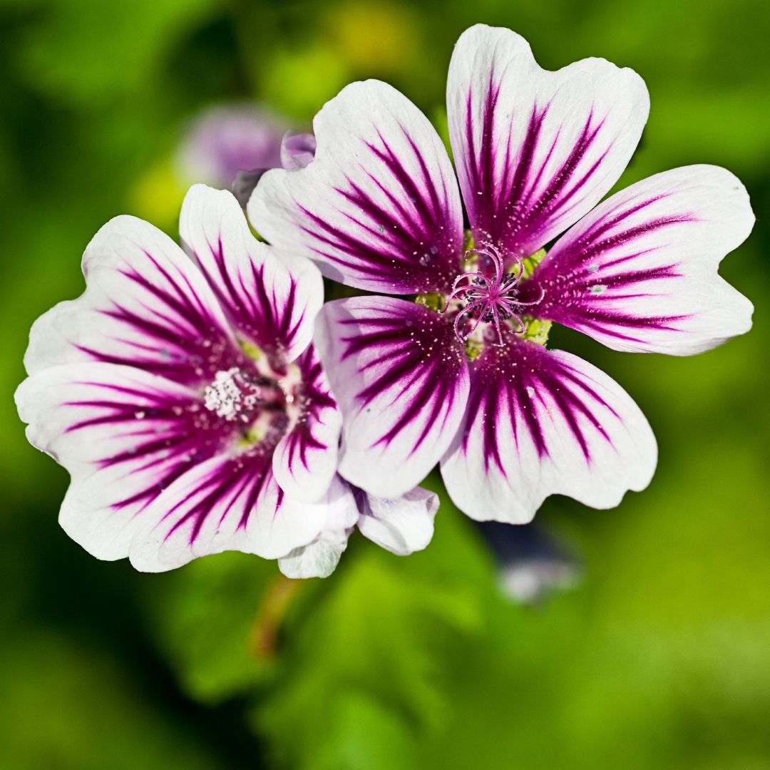 Malva sylvestris Zebrina
