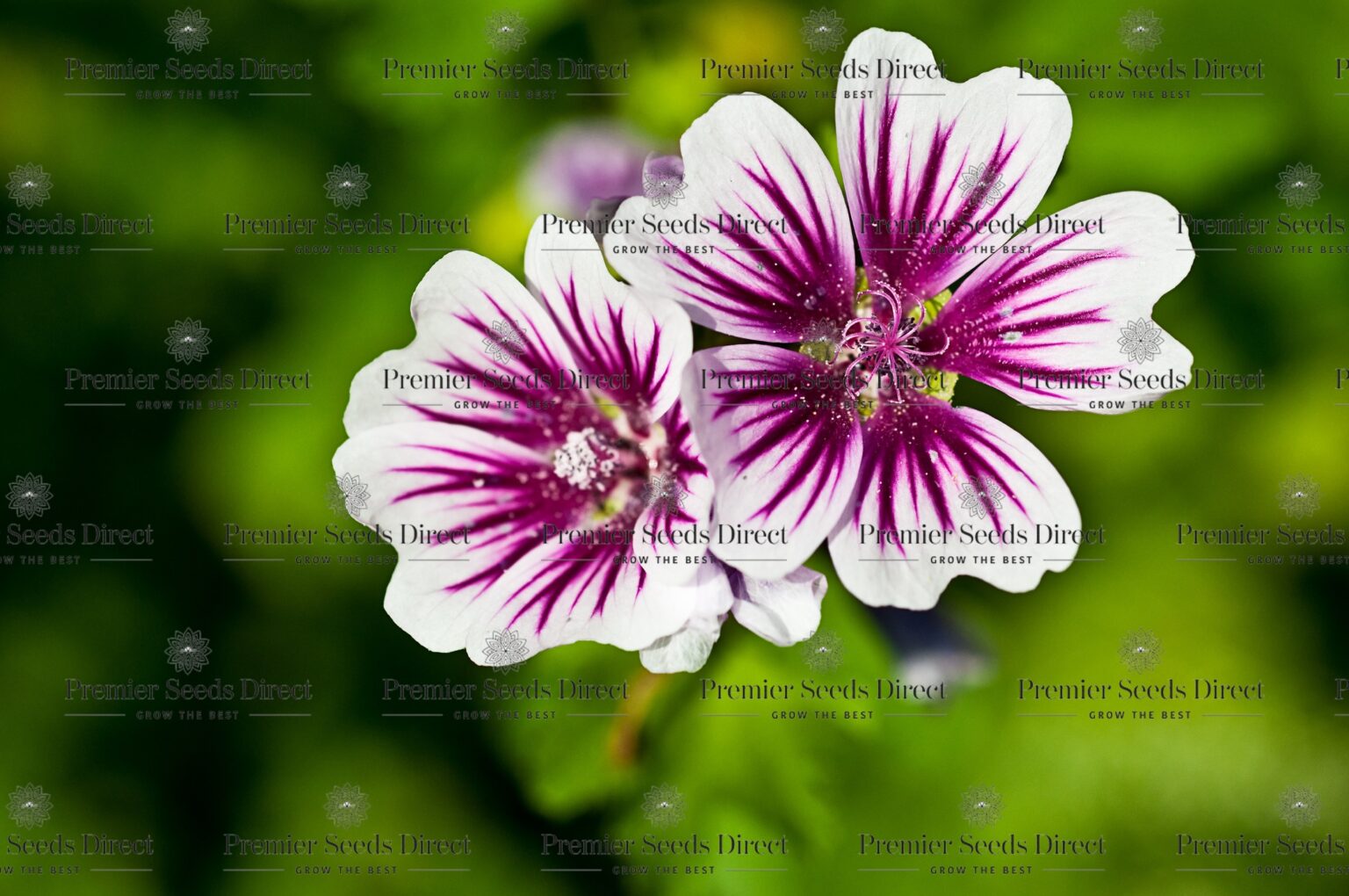 Malva Zebrina | Malva | Premier Seeds Direct ltd