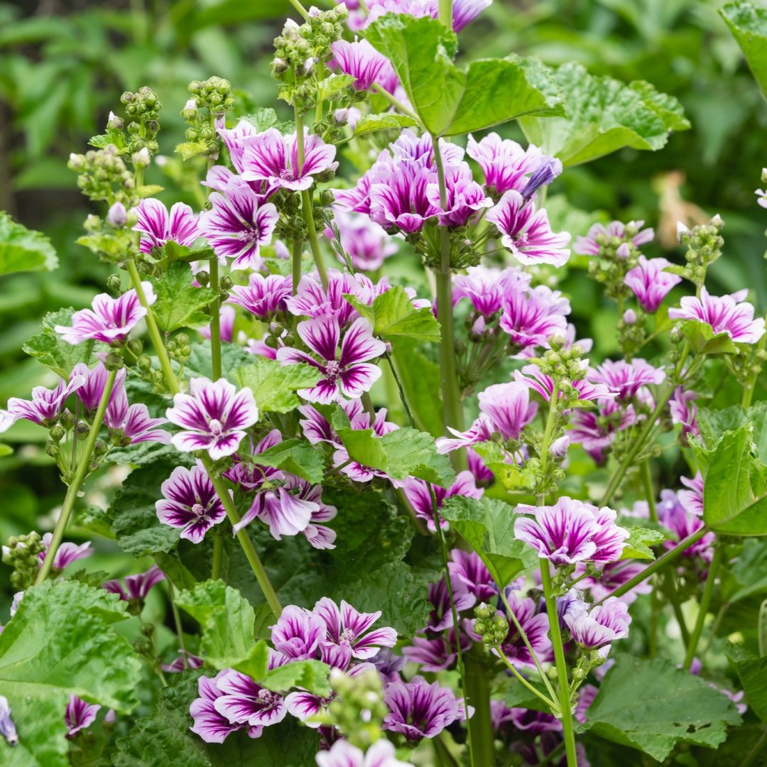 Malva sylvestris Zebrina - Image 3