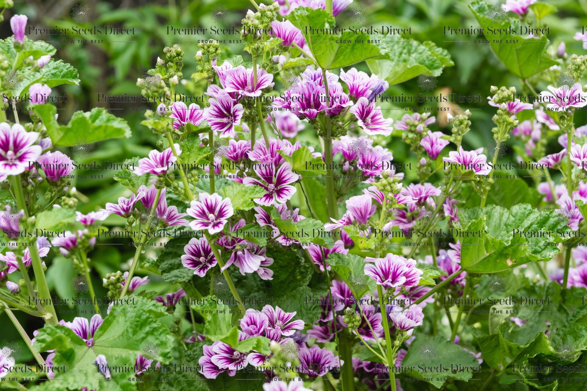 Malva Zebrina | Malva | Premier Seeds Direct ltd