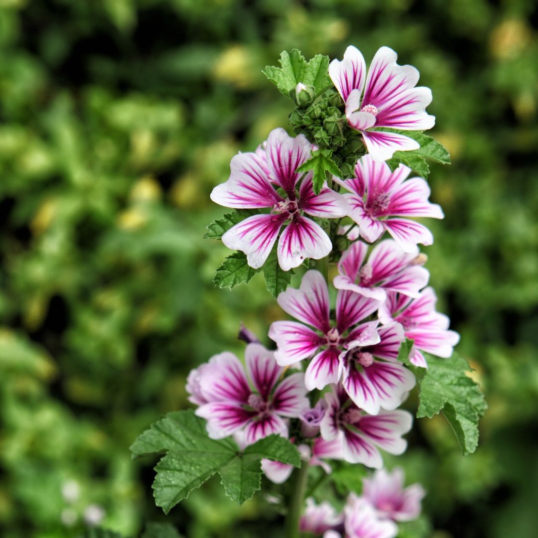 Malva sylvestris Zebrina - Image 2