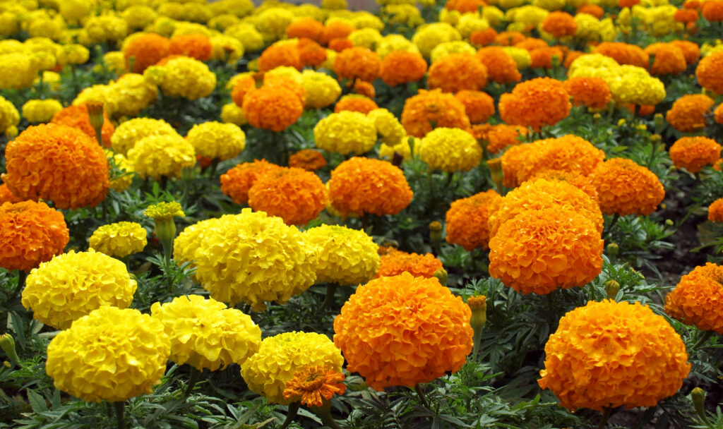 Flower MARIGOLD CRACKERJACK MIXED MARIGOLD Premier Seeds Direct ltd