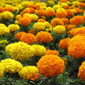 Marigold Seeds