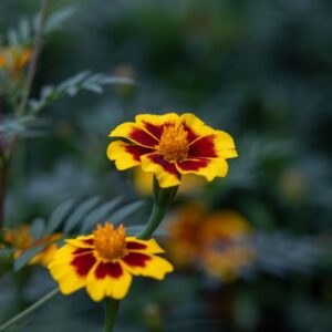A close up image of Dainty Marietta marigold flowers with yellow petals that have deep red brown middles