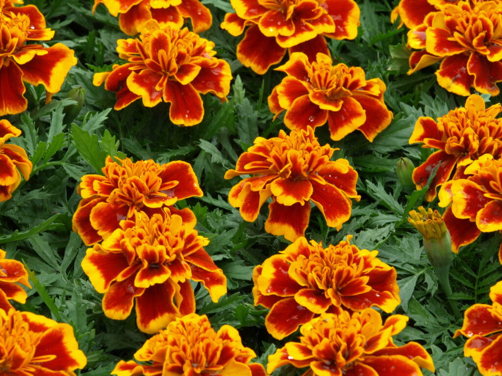 Marigold Dwarf French Durango Flame new | Marigold | Premier Seeds ...