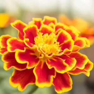 A close up image of a durango flame marigold flower with orange and yellow petals