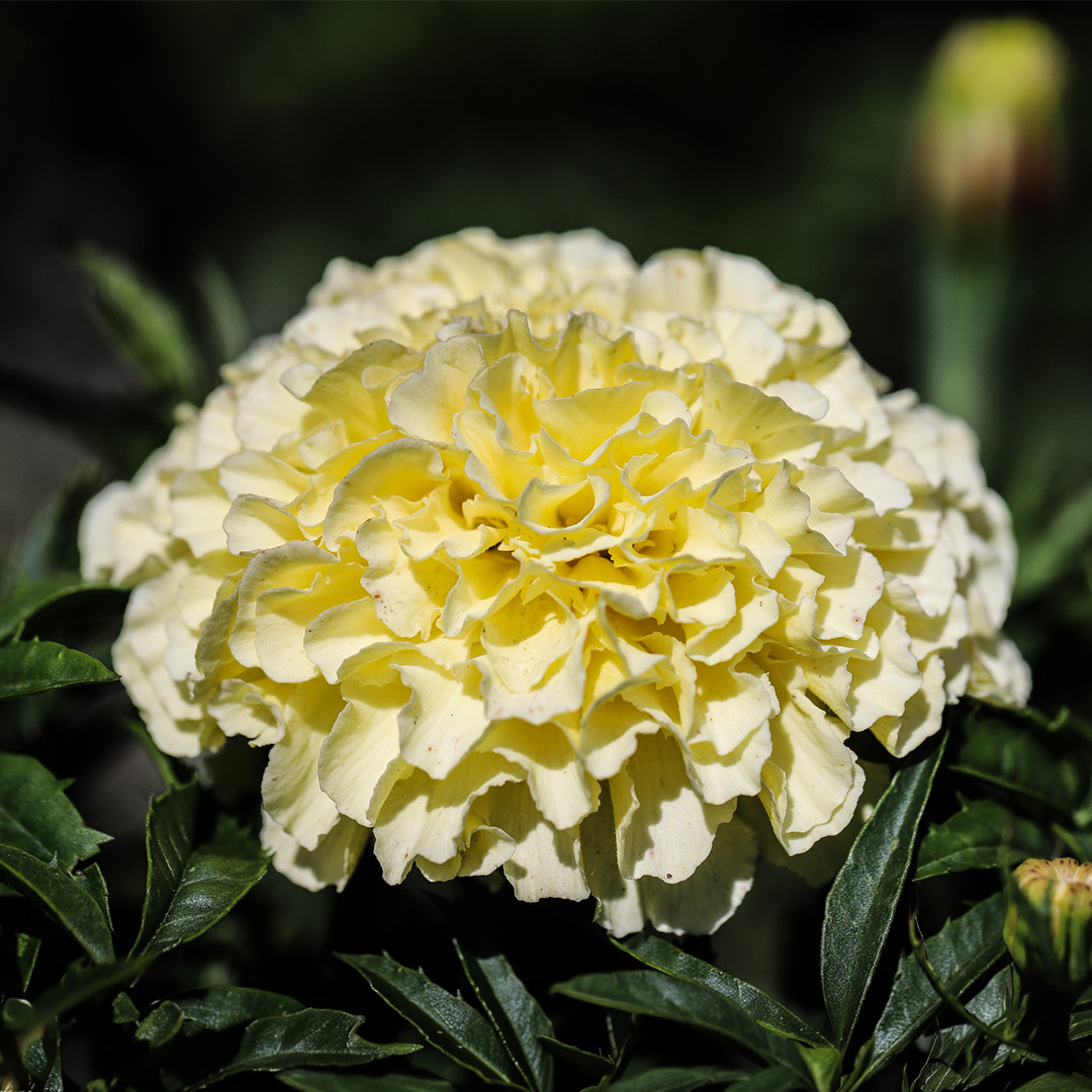 A close up image of a big creamy white Kilamanjaro marigold flower