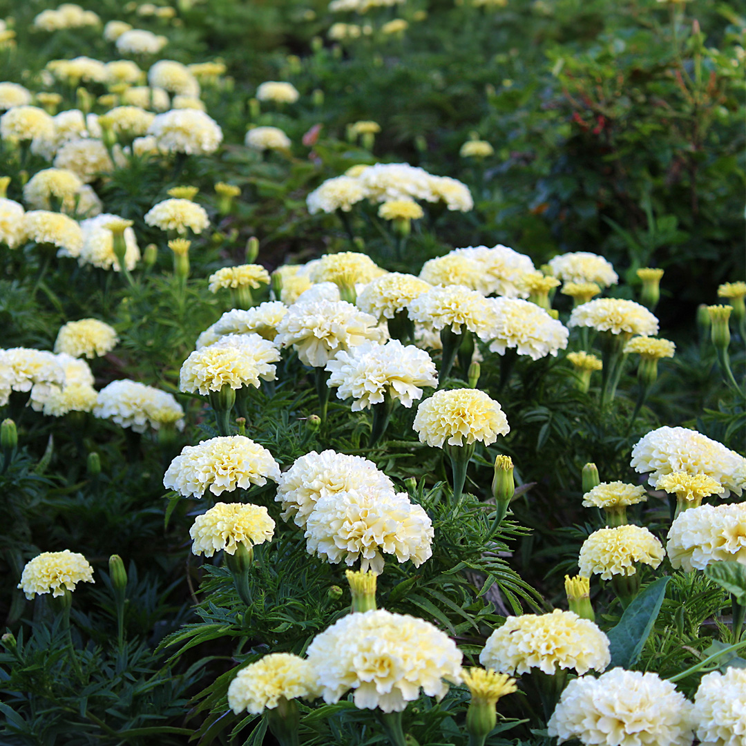 African Marigold (Tagetes erecta) Kilimanjaro - Image 2