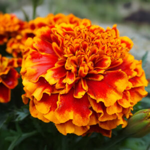 A close up image of a Legion D'Onore Marigold with orange and yellow petals