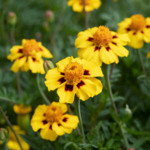Legion D'Onore Marigold flowers with yellow petals and deep red brown flecks and a dark green leafy background