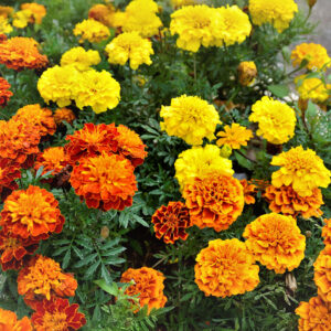 A mixture of French Petite Dwarf Marigold flowers in a variety of reds, oranges, and yellows with green foliage.