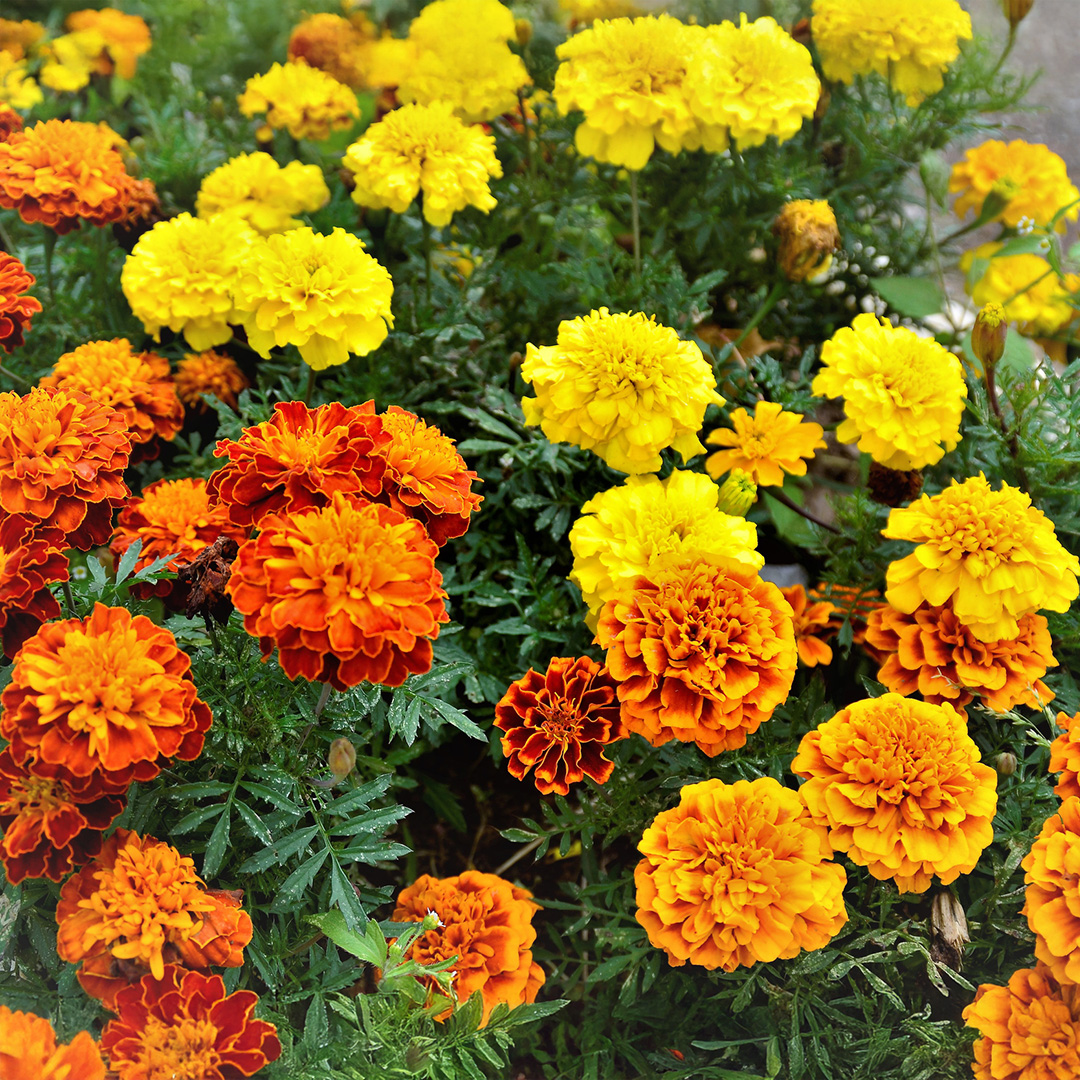 A mixture of French Petite Dwarf Marigold flowers in a variety of reds, oranges, and yellows with green foliage.
