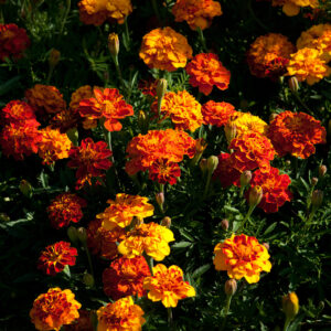 Sparky Mix of Marigold flowers in yellow, orange, and red colours