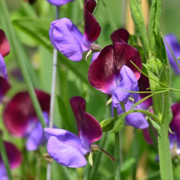 Sweet Pea Grandiflora Matucana - Image 4