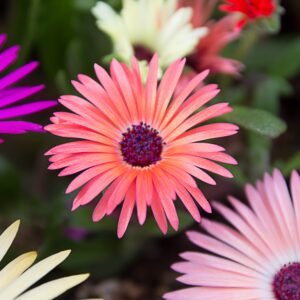 Mesembryanthemum Pastel Mixed