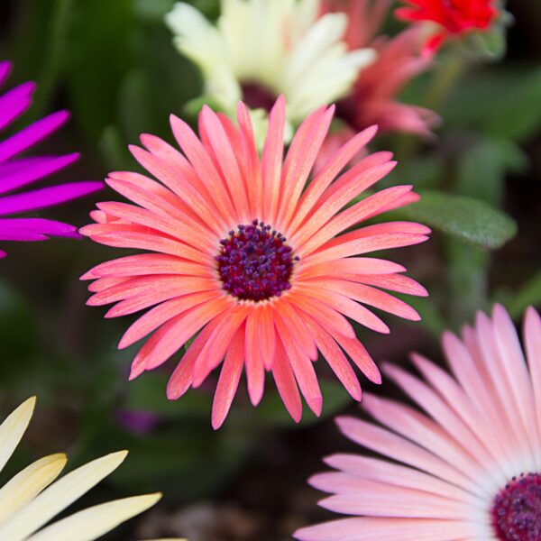 Mesembryanthemum Pastel Mixed