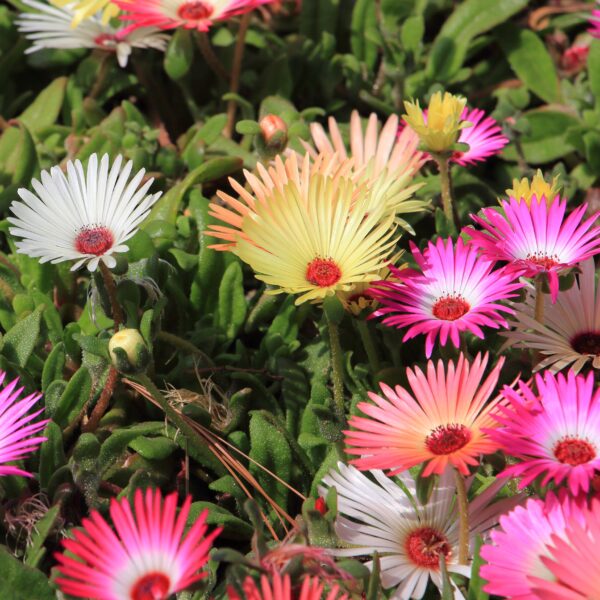 Mesembryanthemum Pastel Mixed - Image 2