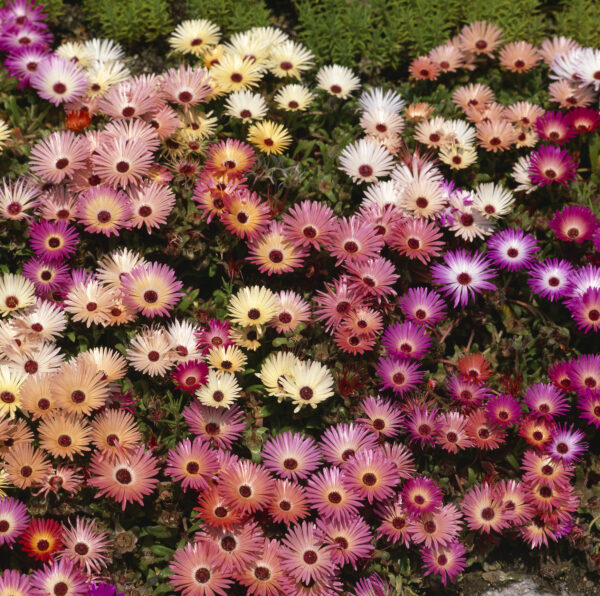 Mesembryanthemum Pastel Mixed - Image 4
