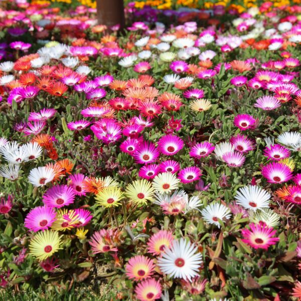 Mesembryanthemum Pastel Mixed - Image 3