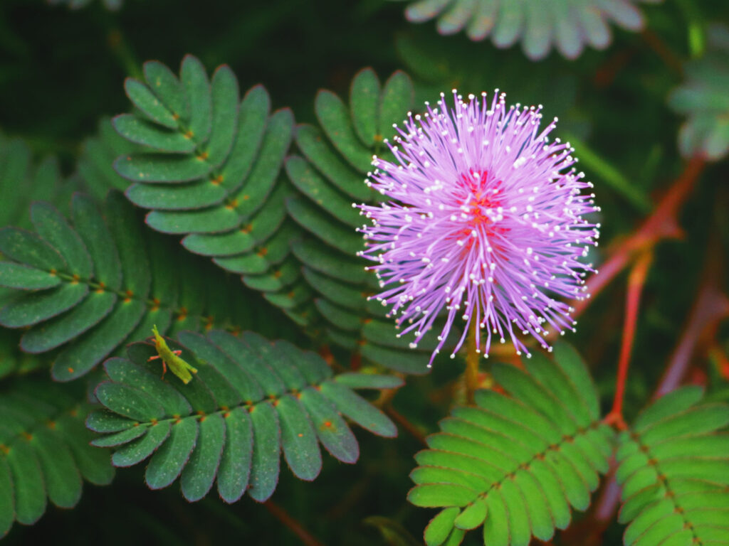 MIMOSA PUDICA - SENSITIVE PLANT | MIMOSA | PREMIER SEEDS DIRECT LTD