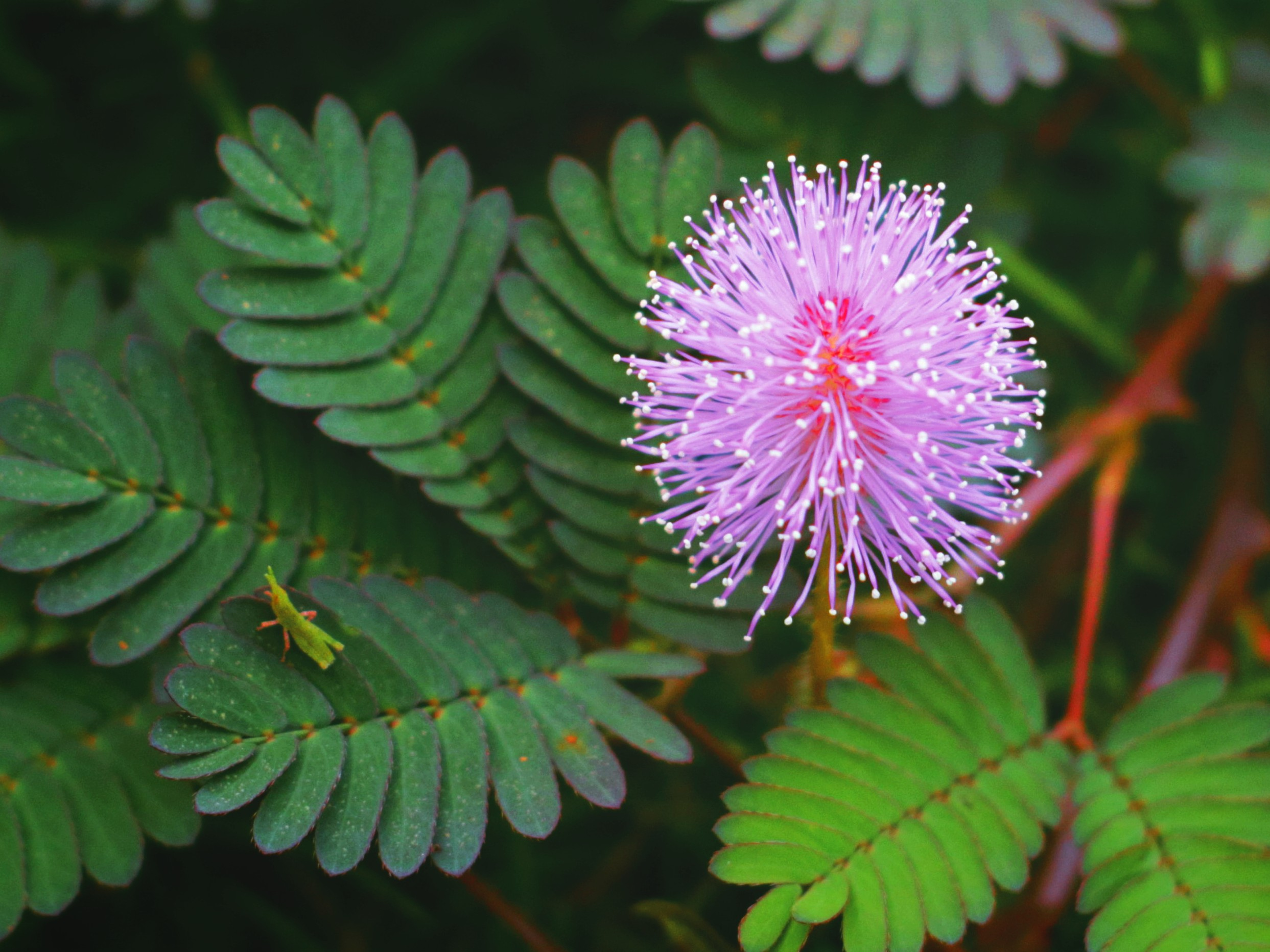 MIMOSA PUDICA SENSITIVE PLANT MIMOSA PREMIER SEEDS DIRECT LTD
