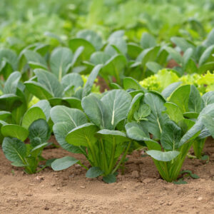 Organic Mustard Komatsuna Tendergreen